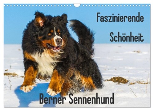 Faszinierende Schonheit Berner Sennenhund (Wandkalender 2024 DIN A3 quer), CALVENDO Monatskalender (Calendar)