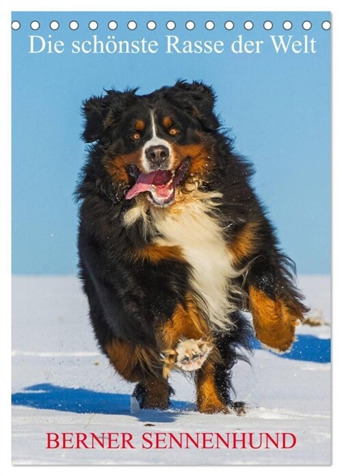 Die schonste Rasse der Welt - Berner Sennenhund (Tischkalender 2024 DIN A5 hoch), CALVENDO Monatskalender (Calendar)