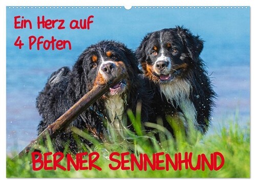 Ein Herz auf 4 Pfoten - Berner Sennenhund (Wandkalender 2024 DIN A2 quer), CALVENDO Monatskalender (Calendar)