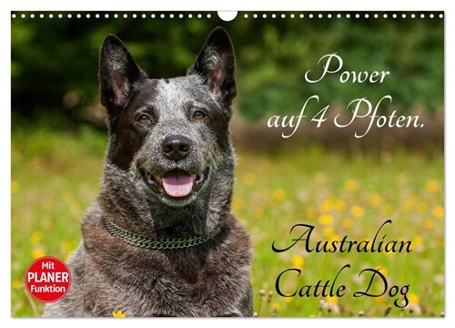 Power auf 4 Pfoten. Australian Cattle Dog (Wandkalender 2024 DIN A3 quer), CALVENDO Monatskalender (Calendar)