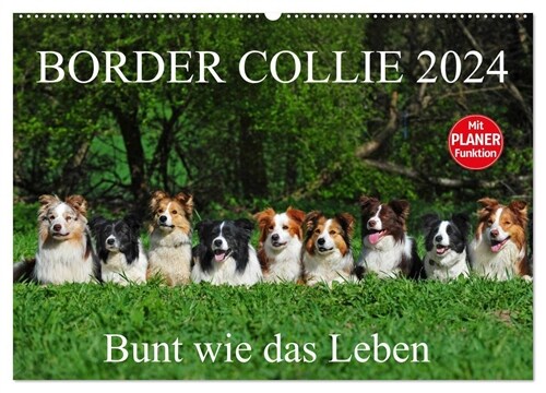 Border Collie 2024 (Wandkalender 2024 DIN A2 quer), CALVENDO Monatskalender (Calendar)