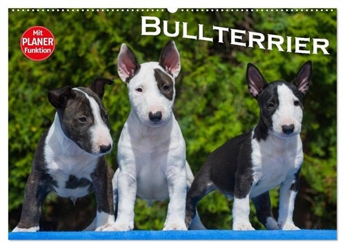 Bullterrier (Wandkalender 2024 DIN A2 quer), CALVENDO Monatskalender (Calendar)