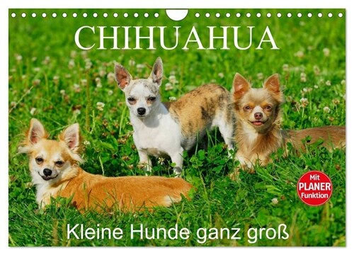 Chihuahua - Kleine Hunde ganz groß (Wandkalender 2024 DIN A4 quer), CALVENDO Monatskalender (Calendar)