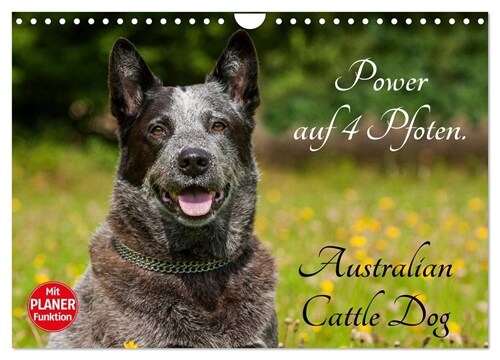 Power auf 4 Pfoten. Australian Cattle Dog (Wandkalender 2024 DIN A4 quer), CALVENDO Monatskalender (Calendar)