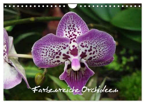 Farbenreiche Orchideen (Wandkalender 2024 DIN A4 quer), CALVENDO Monatskalender (Calendar)