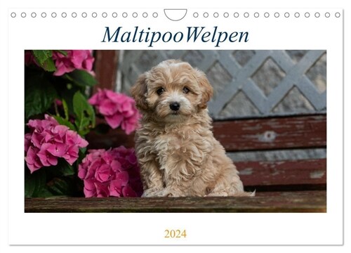 Maltipoo Welpen (Wandkalender 2024 DIN A4 quer), CALVENDO Monatskalender (Calendar)