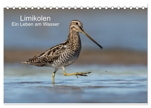 Limikolen - Ein Leben am Wasser (Tischkalender 2024 DIN A5 quer), CALVENDO Monatskalender (Calendar)