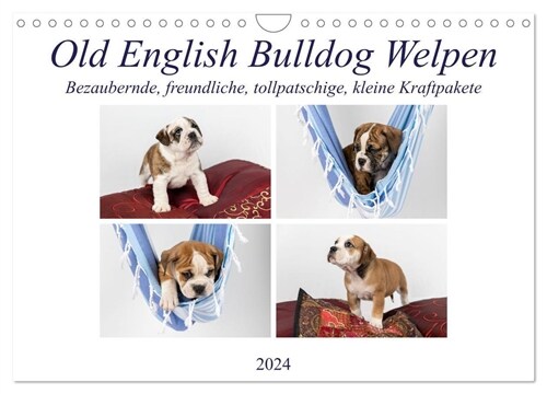 Old English Bulldog Welpen (Wandkalender 2024 DIN A4 quer), CALVENDO Monatskalender (Calendar)