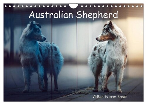 Australian Shepherd - Vielfalt in einer Rasse (Wandkalender 2024 DIN A4 quer), CALVENDO Monatskalender (Calendar)