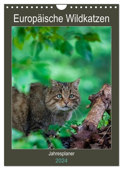 Europaische Wildkatzen - Jahresplaner (Wandkalender 2024 DIN A4 hoch), CALVENDO Monatskalender (Calendar)