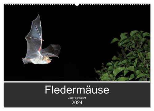 Fledermause - Jager der Nacht (Wandkalender 2024 DIN A2 quer), CALVENDO Monatskalender (Calendar)