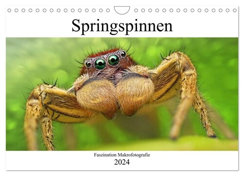 Faszination Makrofotografie: Springspinnen (Wandkalender 2024 DIN A4 quer), CALVENDO Monatskalender (Calendar)