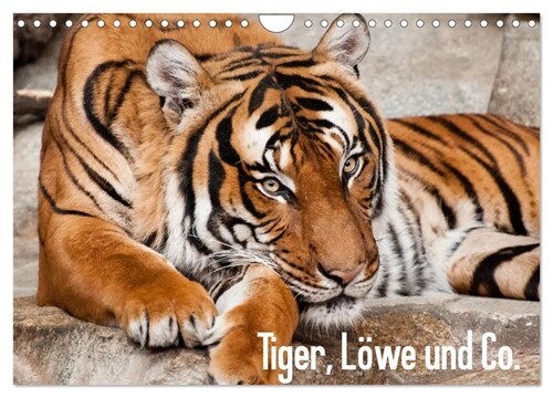 Tiger, Lowe und Co. (Wandkalender 2024 DIN A4 quer), CALVENDO Monatskalender (Calendar)