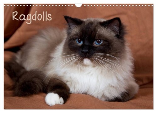 Ragdolls (Wandkalender 2024 DIN A3 quer), CALVENDO Monatskalender (Calendar)