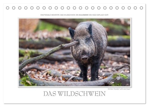 Emotionale Momente: Das Wildschwein. (Tischkalender 2024 DIN A5 quer), CALVENDO Monatskalender (Calendar)