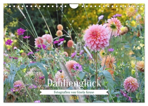 Dahliengluck (Wandkalender 2024 DIN A4 quer), CALVENDO Monatskalender (Calendar)