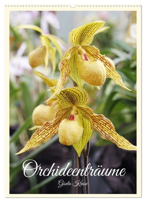 Orchideentraume (Wandkalender 2024 DIN A2 hoch), CALVENDO Monatskalender (Calendar)