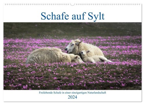 Schafe auf Sylt (Wandkalender 2024 DIN A2 quer), CALVENDO Monatskalender (Calendar)