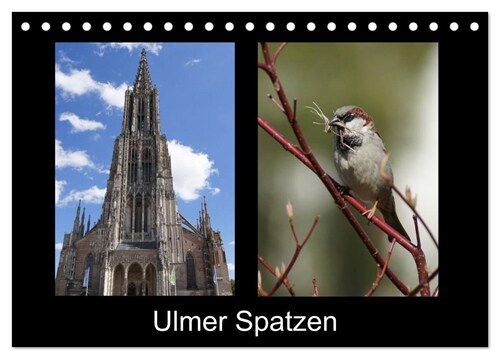 Ulmer Spatzen (Tischkalender 2024 DIN A5 quer), CALVENDO Monatskalender (Calendar)