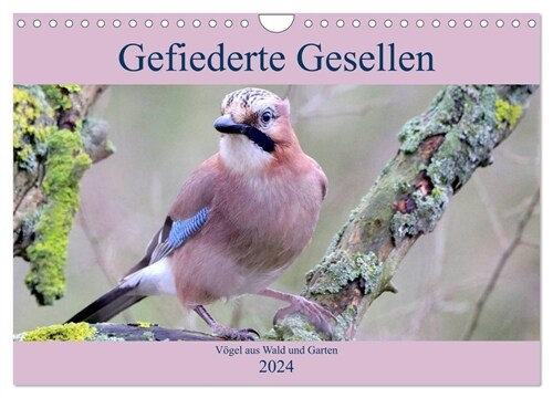 Gefiederte Gesellen - Vogel aus Wald und Garten (Wandkalender 2024 DIN A4 quer), CALVENDO Monatskalender (Calendar)