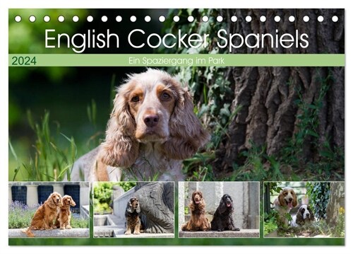 English Cocker Spaniels - Ein Spaziergang im Park (Tischkalender 2024 DIN A5 quer), CALVENDO Monatskalender (Calendar)