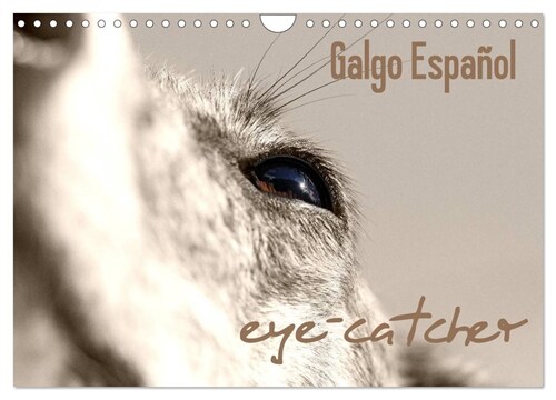 Galgo eye-catcher (Wandkalender 2024 DIN A4 quer), CALVENDO Monatskalender (Calendar)