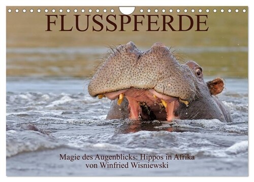 Flusspferde Magie des Augenblicks - Hippos in Afrika (Wandkalender 2024 DIN A4 quer), CALVENDO Monatskalender (Calendar)