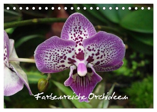 Farbenreiche Orchideen (Tischkalender 2024 DIN A5 quer), CALVENDO Monatskalender (Calendar)