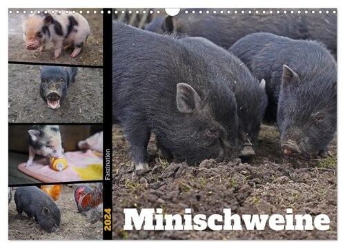 Faszination Minischweine (Wandkalender 2024 DIN A3 quer), CALVENDO Monatskalender (Calendar)