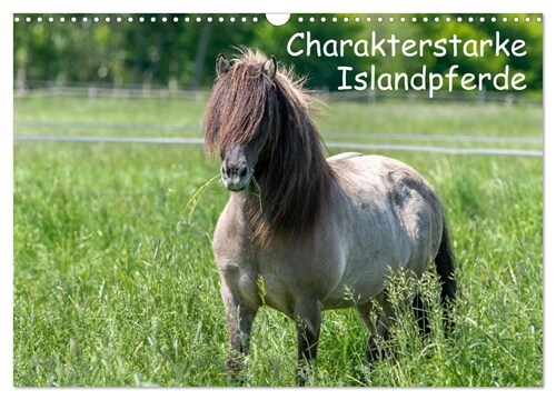 Charakterstarke Islandpferde (Wandkalender 2024 DIN A3 quer), CALVENDO Monatskalender (Calendar)