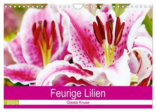 Feurige Lilien (Wandkalender 2024 DIN A4 quer), CALVENDO Monatskalender (Calendar)