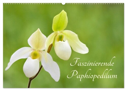 Faszinierende Paphiopedilum (Wandkalender 2024 DIN A2 quer), CALVENDO Monatskalender (Calendar)