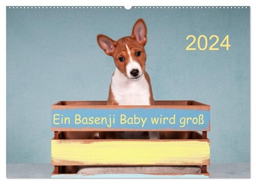 Ein Basenji Baby wird groß (Wandkalender 2024 DIN A2 quer), CALVENDO Monatskalender (Calendar)