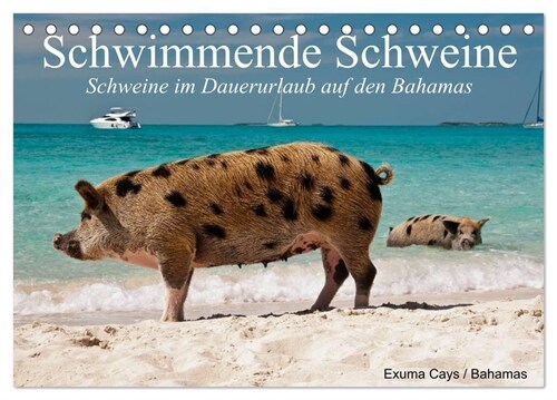 Schwimmende Schweine (Tischkalender 2024 DIN A5 quer), CALVENDO Monatskalender (Calendar)