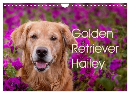 Golden Retriever Hailey Fotokalender (Wandkalender 2024 DIN A4 quer), CALVENDO Monatskalender (Calendar)