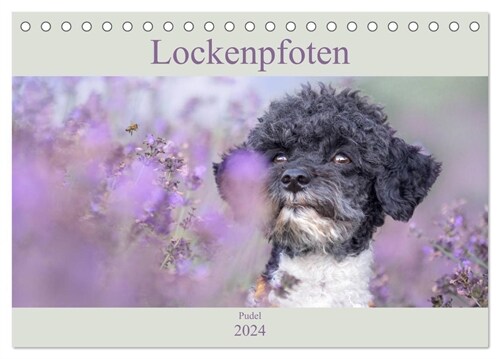 Lockenpfoten 2024 (Tischkalender 2024 DIN A5 quer), CALVENDO Monatskalender (Calendar)