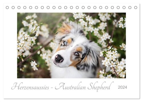 Herzensaussies - Australian Shepherd (Tischkalender 2024 DIN A5 quer), CALVENDO Monatskalender (Calendar)