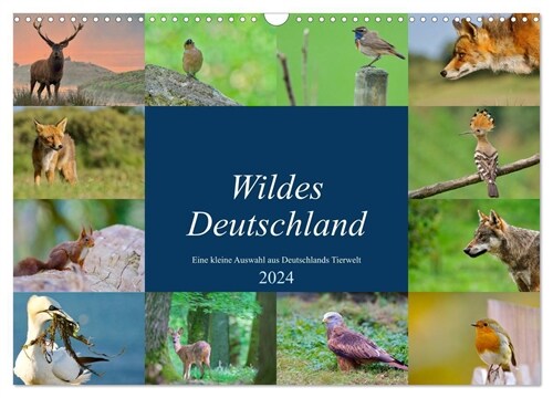 Wildes Deutschland (Wandkalender 2024 DIN A3 quer), CALVENDO Monatskalender (Calendar)