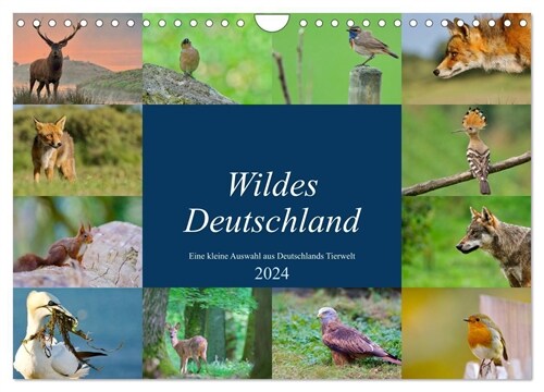 Wildes Deutschland (Wandkalender 2024 DIN A4 quer), CALVENDO Monatskalender (Calendar)