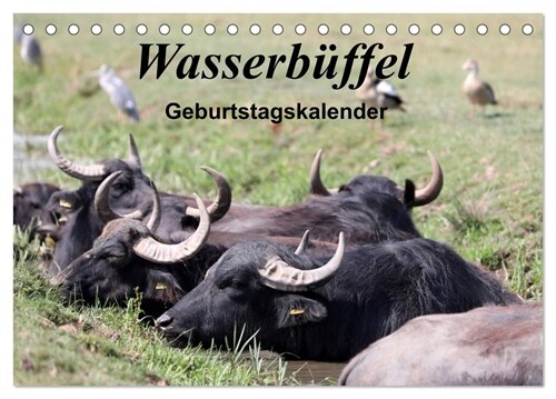 Wasserbuffel - Geburtstagskalender (Tischkalender 2024 DIN A5 quer), CALVENDO Monatskalender (Calendar)