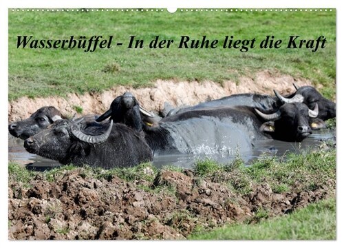 Wasserbuffel - In der Ruhe liegt die Kraft (Wandkalender 2024 DIN A2 quer), CALVENDO Monatskalender (Calendar)