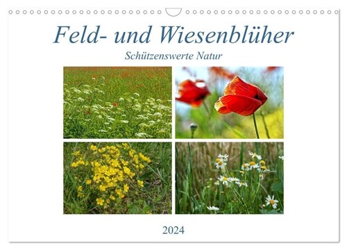 Feld- und Wiesenbluher Schutzenswerte Natur (Wandkalender 2024 DIN A3 quer), CALVENDO Monatskalender (Calendar)