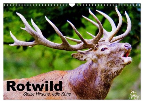 Rotwild. Edle Hirsche, stolze Kuhe (Wandkalender 2024 DIN A3 quer), CALVENDO Monatskalender (Calendar)