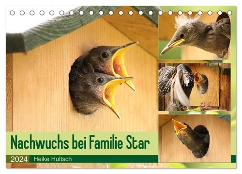 Nachwuchs bei Familie Star (Tischkalender 2024 DIN A5 quer), CALVENDO Monatskalender (Calendar)