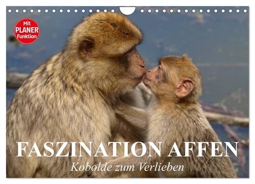 Faszination Affen. Kobolde zum Verlieben (Wandkalender 2024 DIN A4 quer), CALVENDO Monatskalender (Calendar)