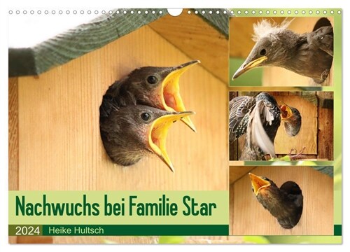 Nachwuchs bei Familie Star (Wandkalender 2024 DIN A3 quer), CALVENDO Monatskalender (Calendar)