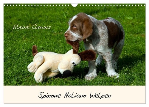 Spinone Italiano Welpen - Kleine Clowns (Wandkalender 2024 DIN A3 quer), CALVENDO Monatskalender (Calendar)