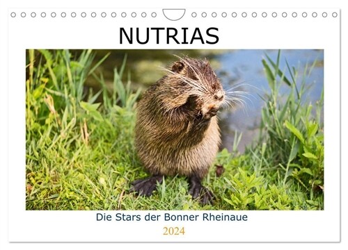 NUTRIAS - Die Stars der Bonner Rheinaue (Wandkalender 2024 DIN A4 quer), CALVENDO Monatskalender (Calendar)