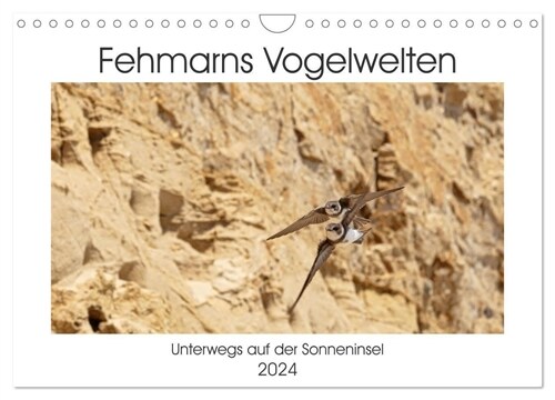 Fehmarn Vogelwelten (Wandkalender 2024 DIN A4 quer), CALVENDO Monatskalender (Calendar)