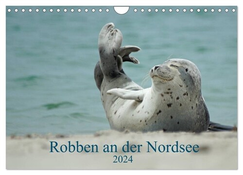 Robben an der Nordsee (Wandkalender 2024 DIN A4 quer), CALVENDO Monatskalender (Calendar)